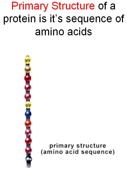 Primary Structure of a Protein